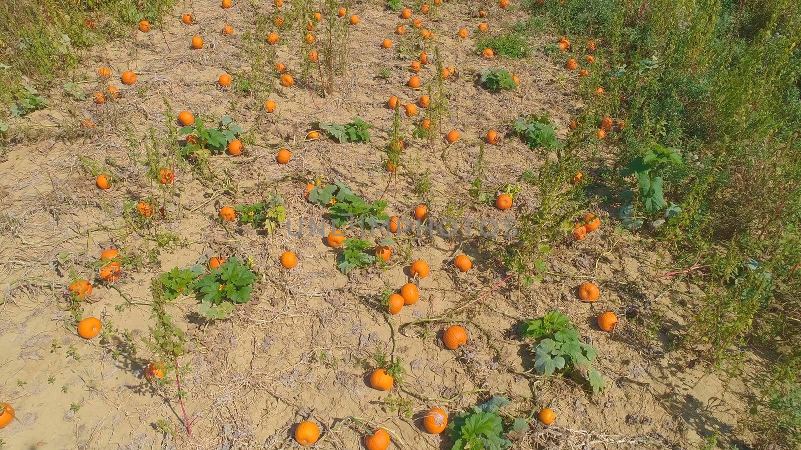 Aerial View of Pumpkin Fields Ready for Picking on a Sunny Autumn Day