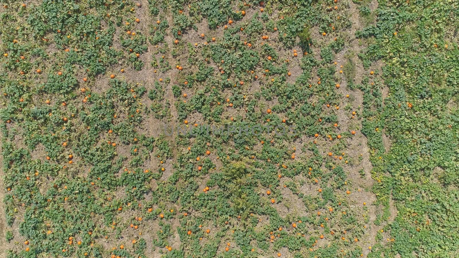Aerial View of Pumpkin Fields Ready for Picking on a Sunny Autumn Day