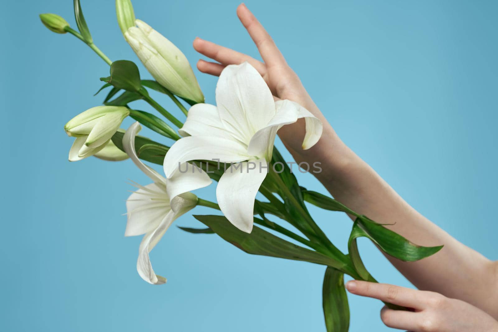 bouquet of white flowers on blue background and female hand cropped view by SHOTPRIME