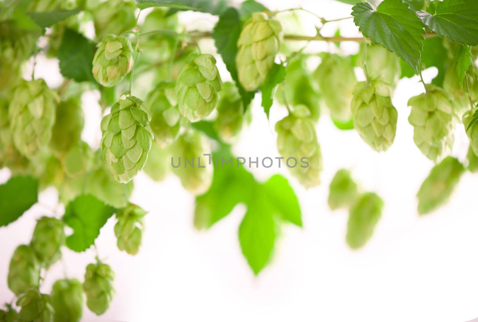 Fresh green hop branch, isolated on a white background. Hop cones for making beer and bread. by aprilphoto