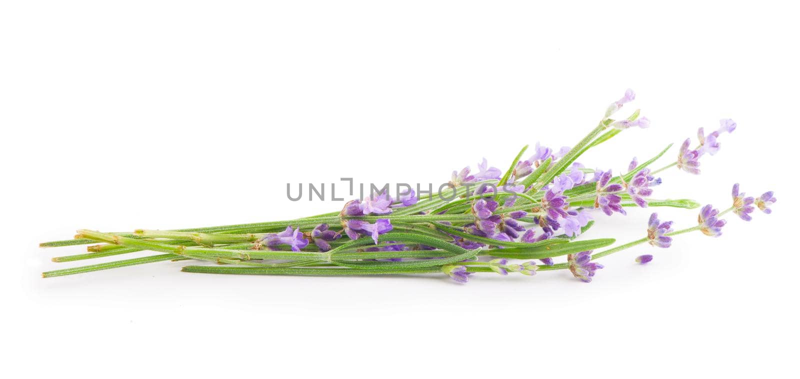 Lavender flowers bundle on a white background by aprilphoto