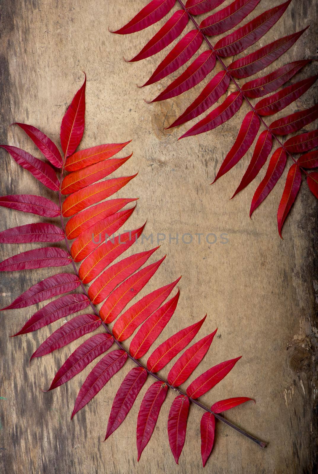 yellow wet autumn leaves on the old wood background