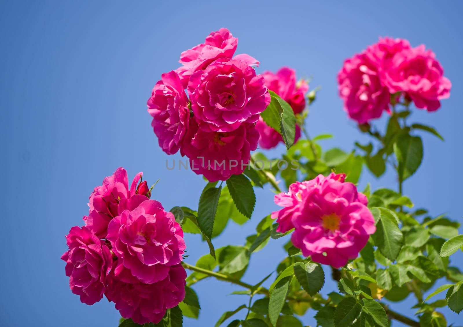 Beautiful pink climbing roses in spring in the garden