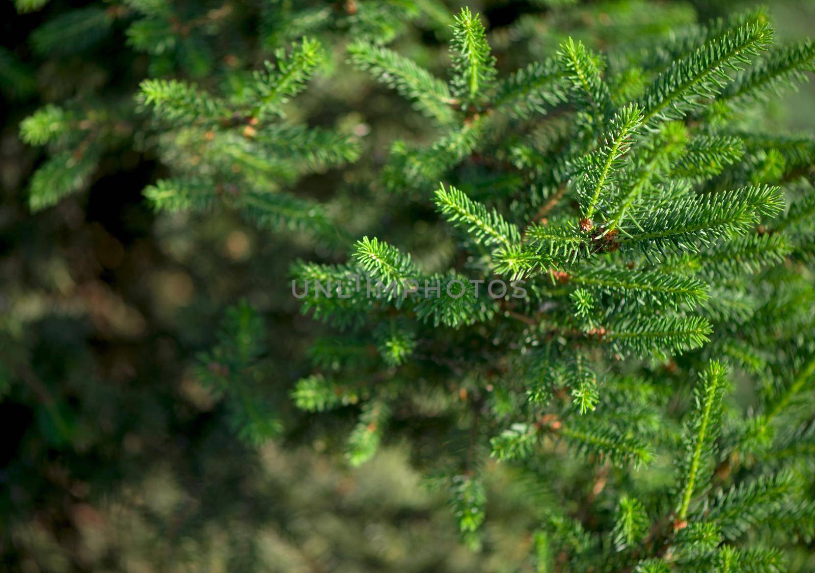 Young branches of pine conifer with an open bump in spring morning in the sun.