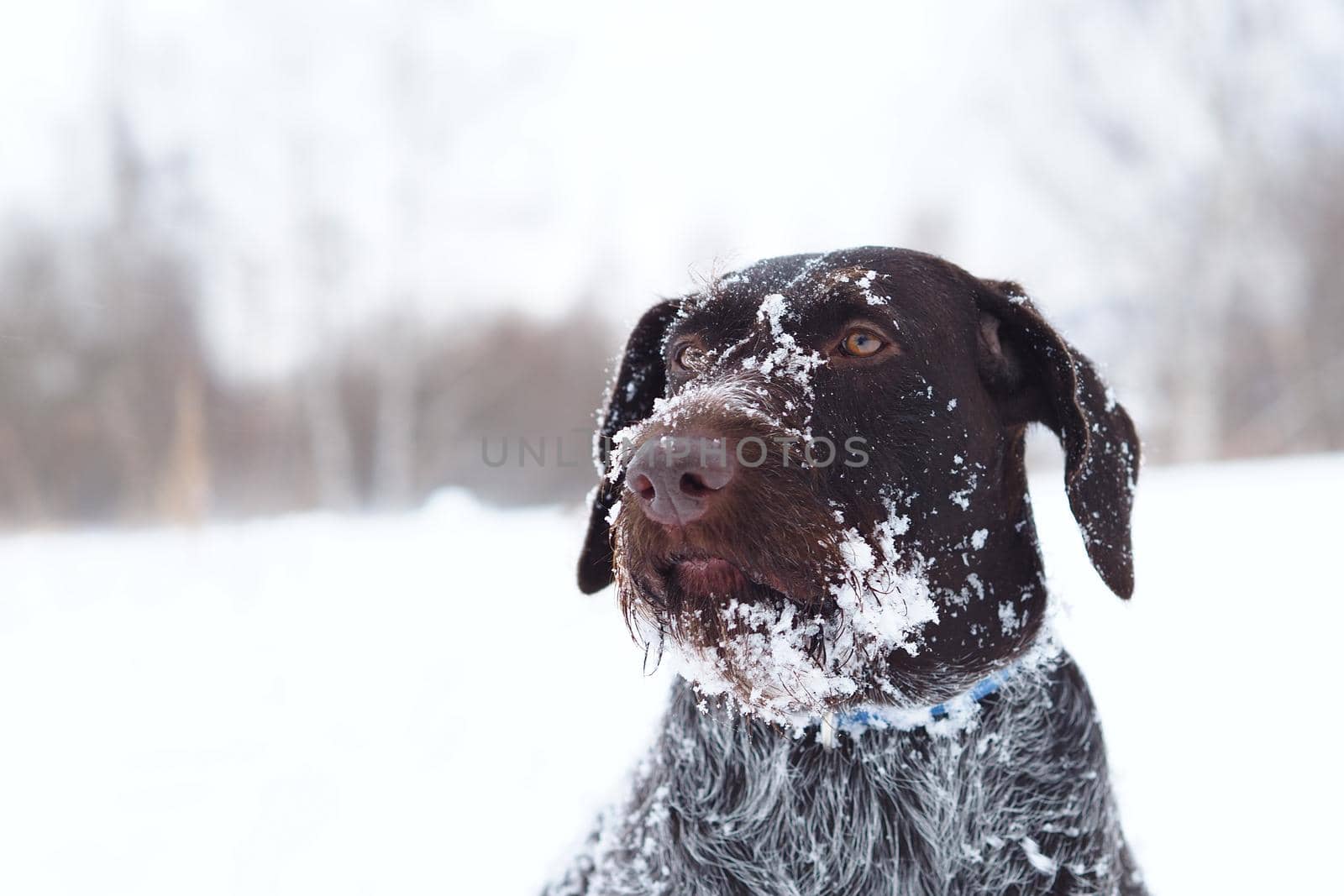 Dog hunting, German wire hair, winter in the field. by Olga26