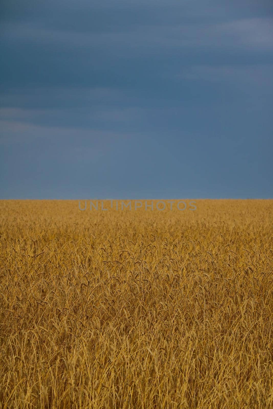Yellow wheat field in the countryside. Harvest. by kip02kas