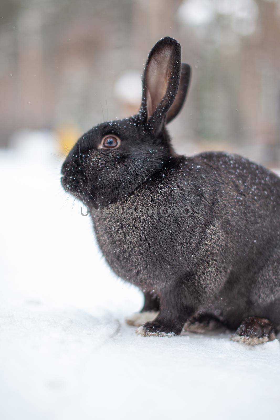 Beautiful, fluffy black rabbit in winter in the park by AnatoliiFoto