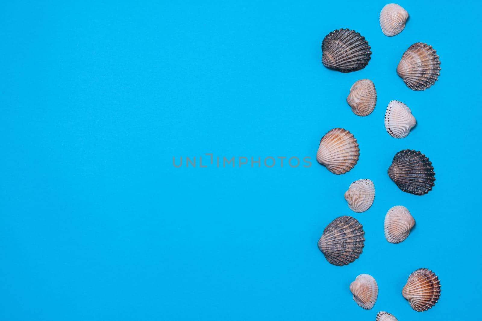 Sea paper background of blue color with seashells. Flat lay. Natural seashells. The basis for the design of the marine banner, greeting card. Postcard from travel. copy space