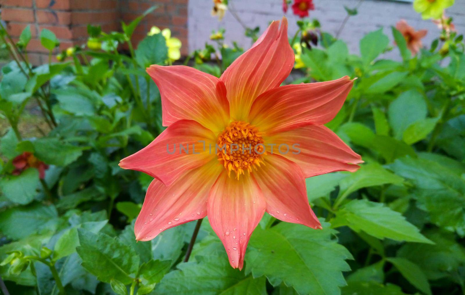 Orange Dahlia on a green flower bed by lapushka62