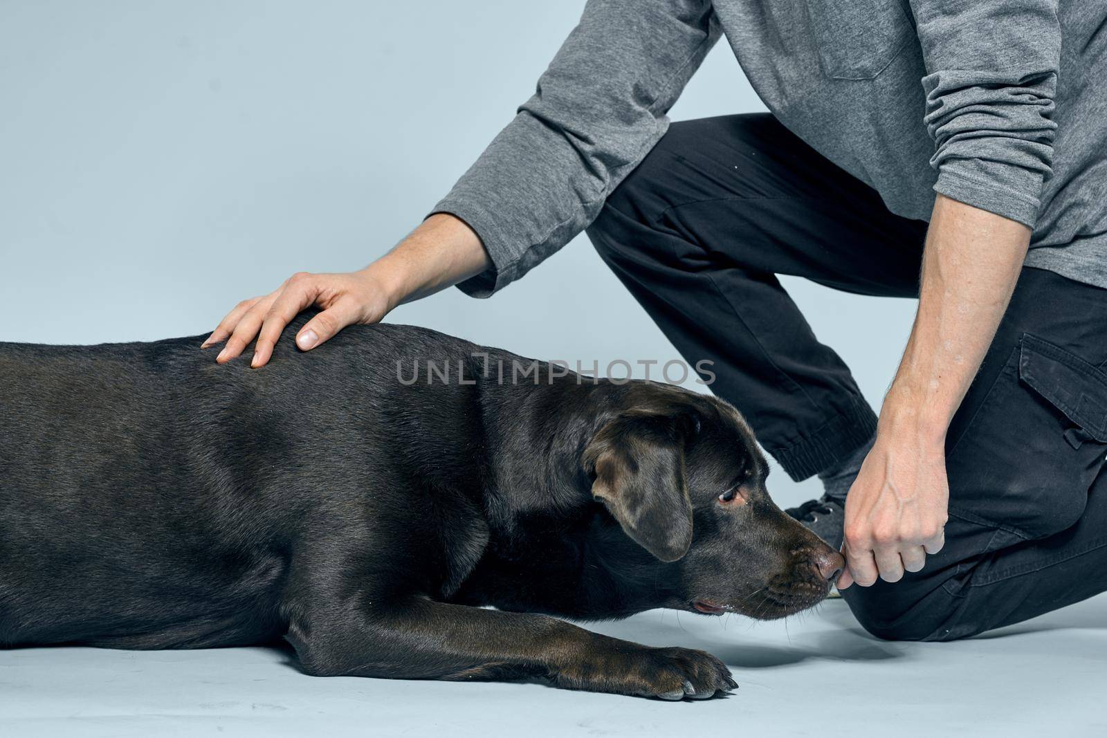 Man playing with purebred dog at home interior lifestyle entertainment. High quality photo
