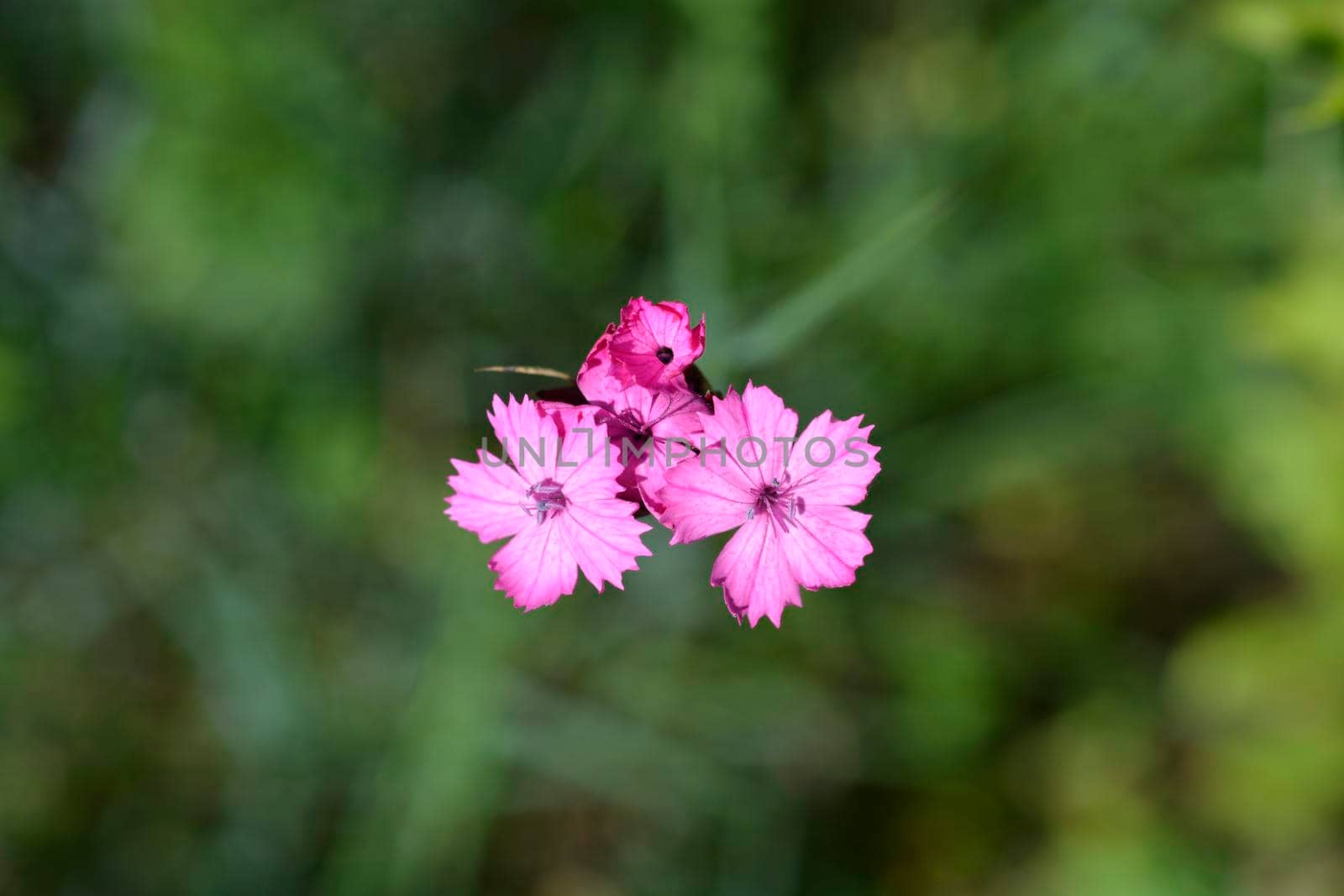 Croatian carnation pink flowers - Latin name - Dianthus giganteus subsp. croaticus