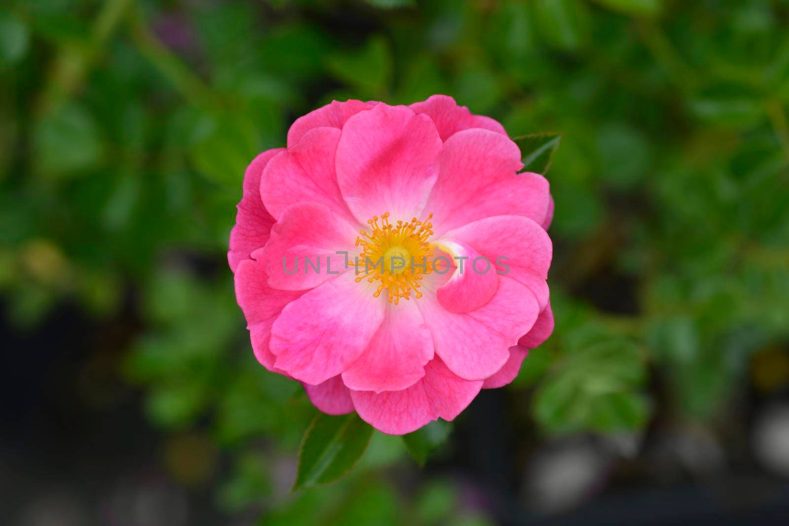 Magic Meidiland Rose flowers - Latin name - Rosa Magic Meidiland