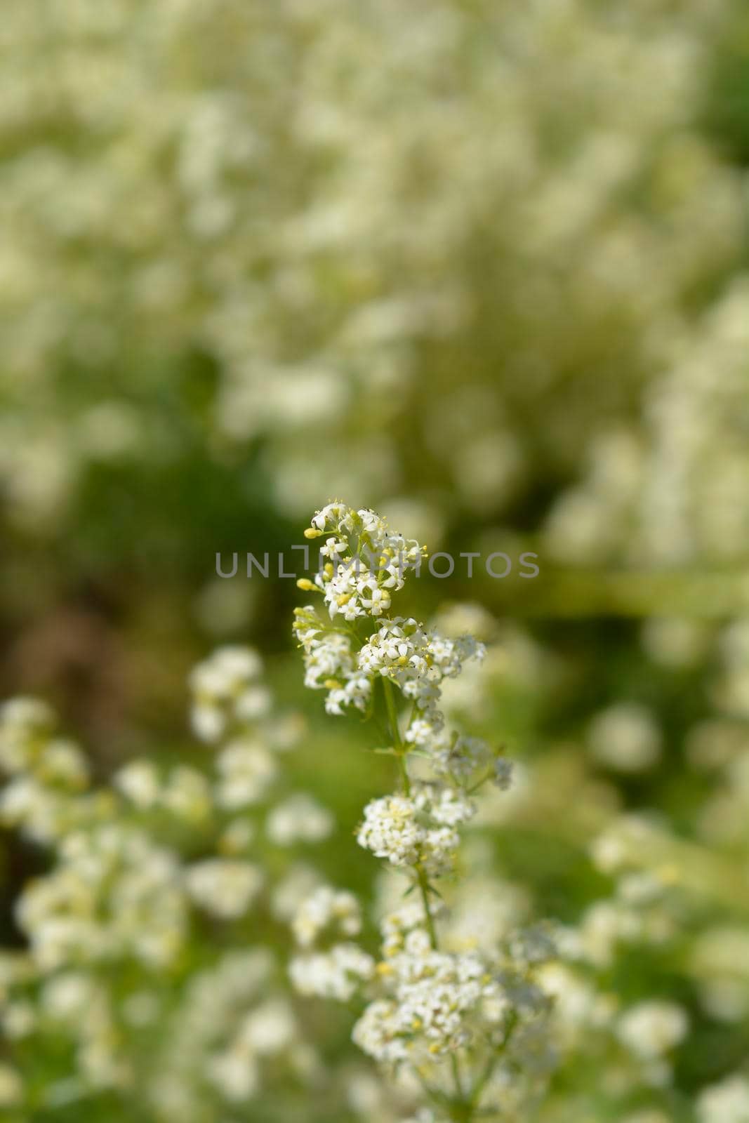 Mediterranean bedstraw flower buds - Latin name - Galium lucidum subsp. corrudifolium