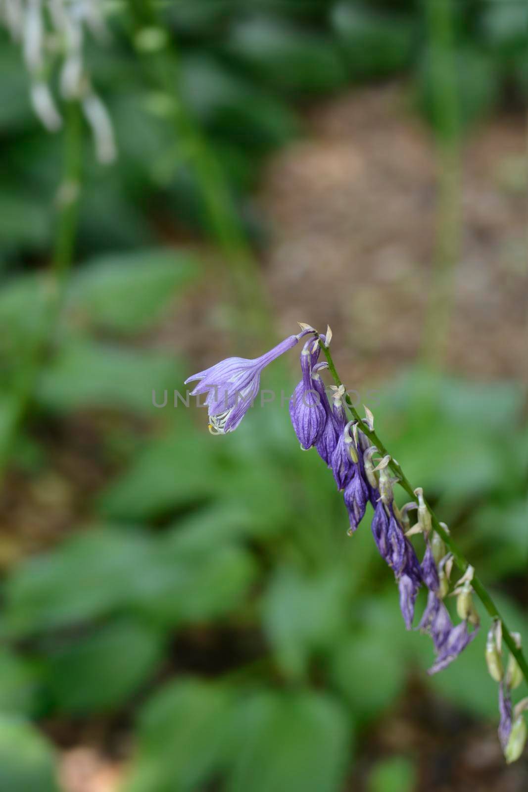 Mountain hosta flowers - Latin name - Hosta kiyosumiensis