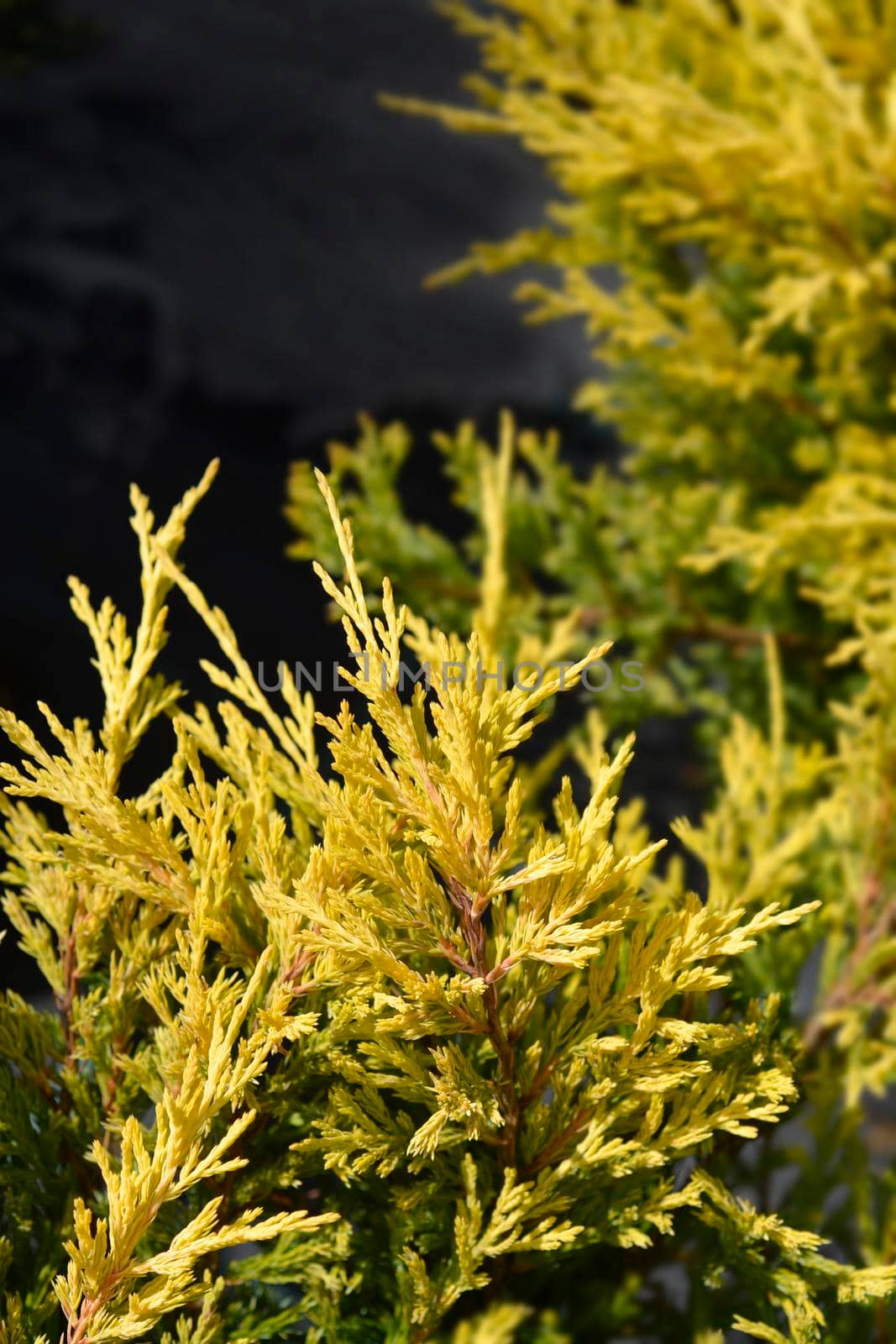 Creeping juniper Lime Glow by nahhan