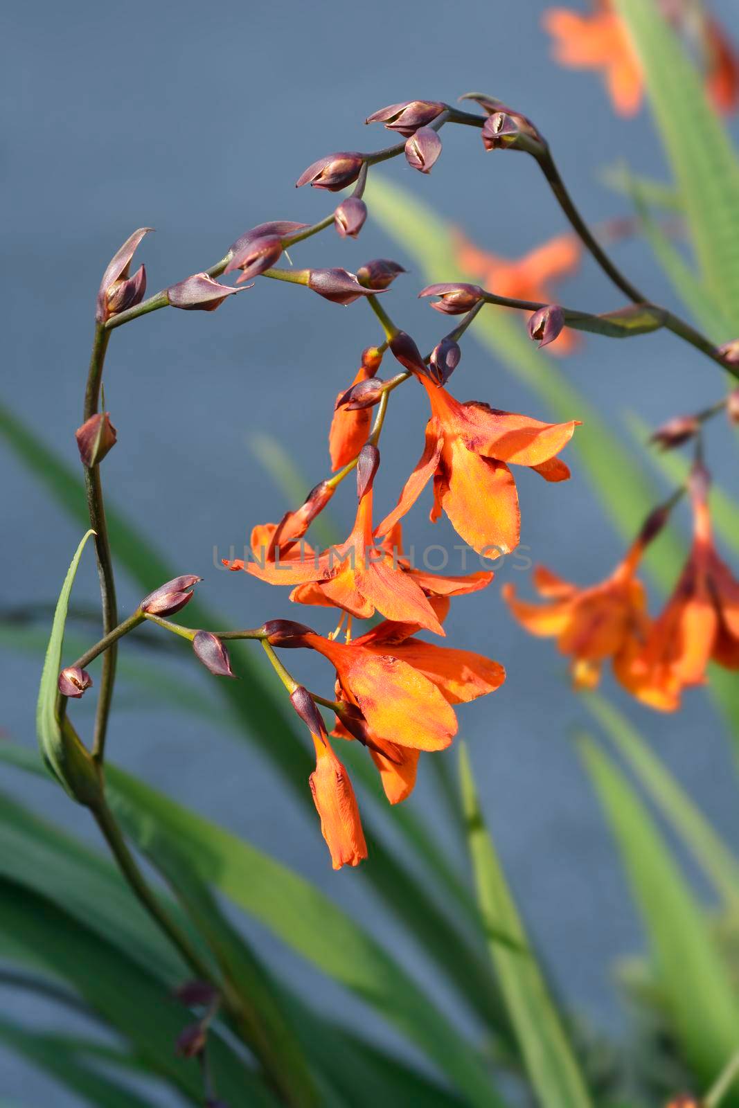 Montbretia Emily McKenzie flowers - Latin name - Crocosmia x crocosmiiflora Emily McKenzie