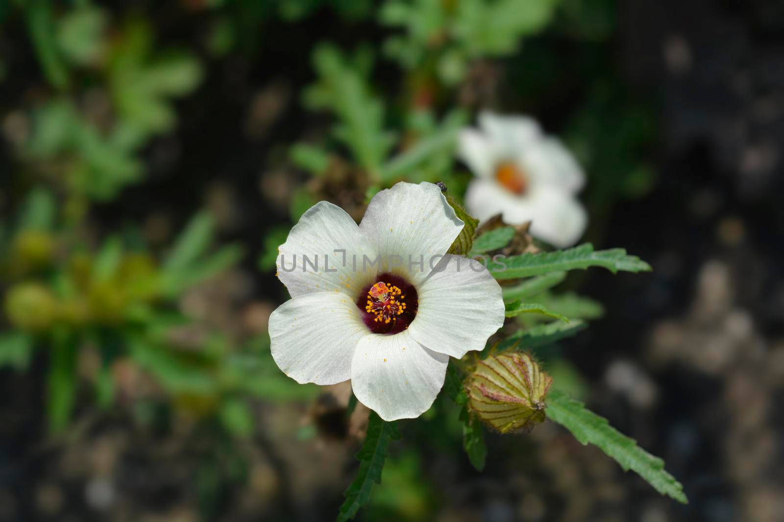 Flower-of-an-hour - Latin name - Hibiscus trionum
