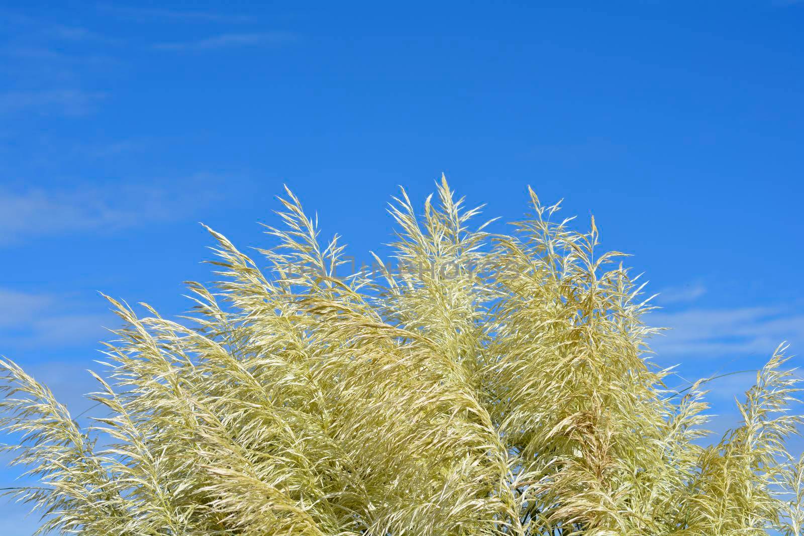 Pampas grass - Latin name - Cortaderia selloana