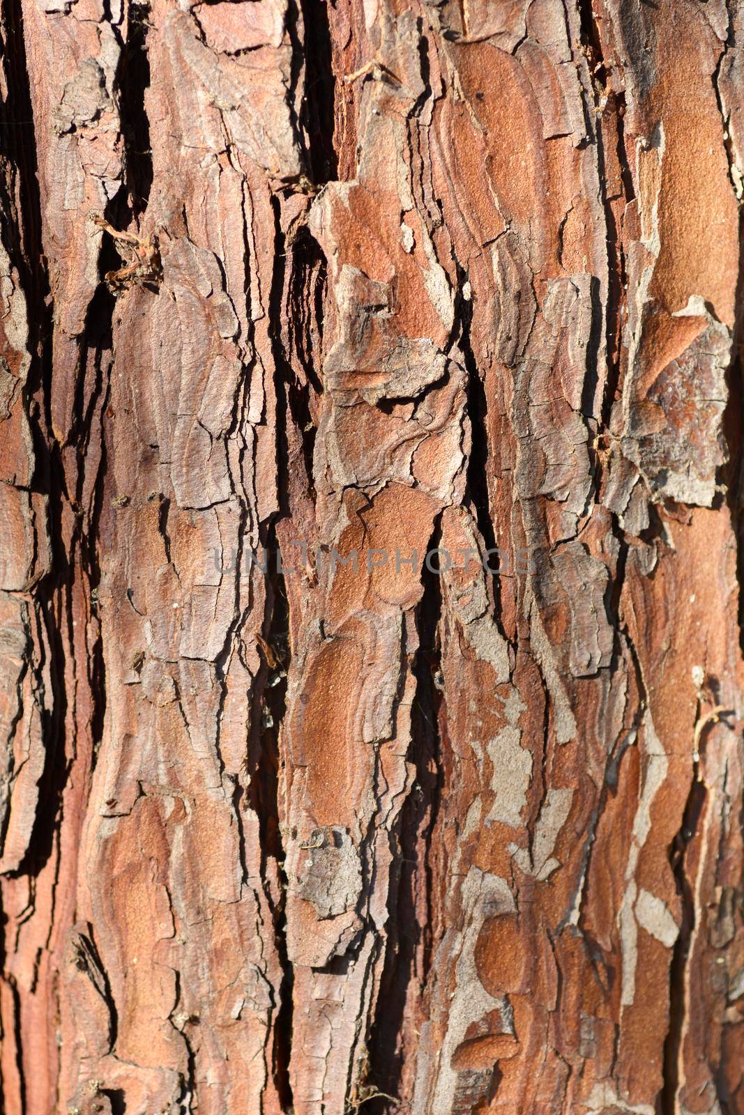 False cypress bark detail - Latin name - Chamaecyparis lawsoniana
