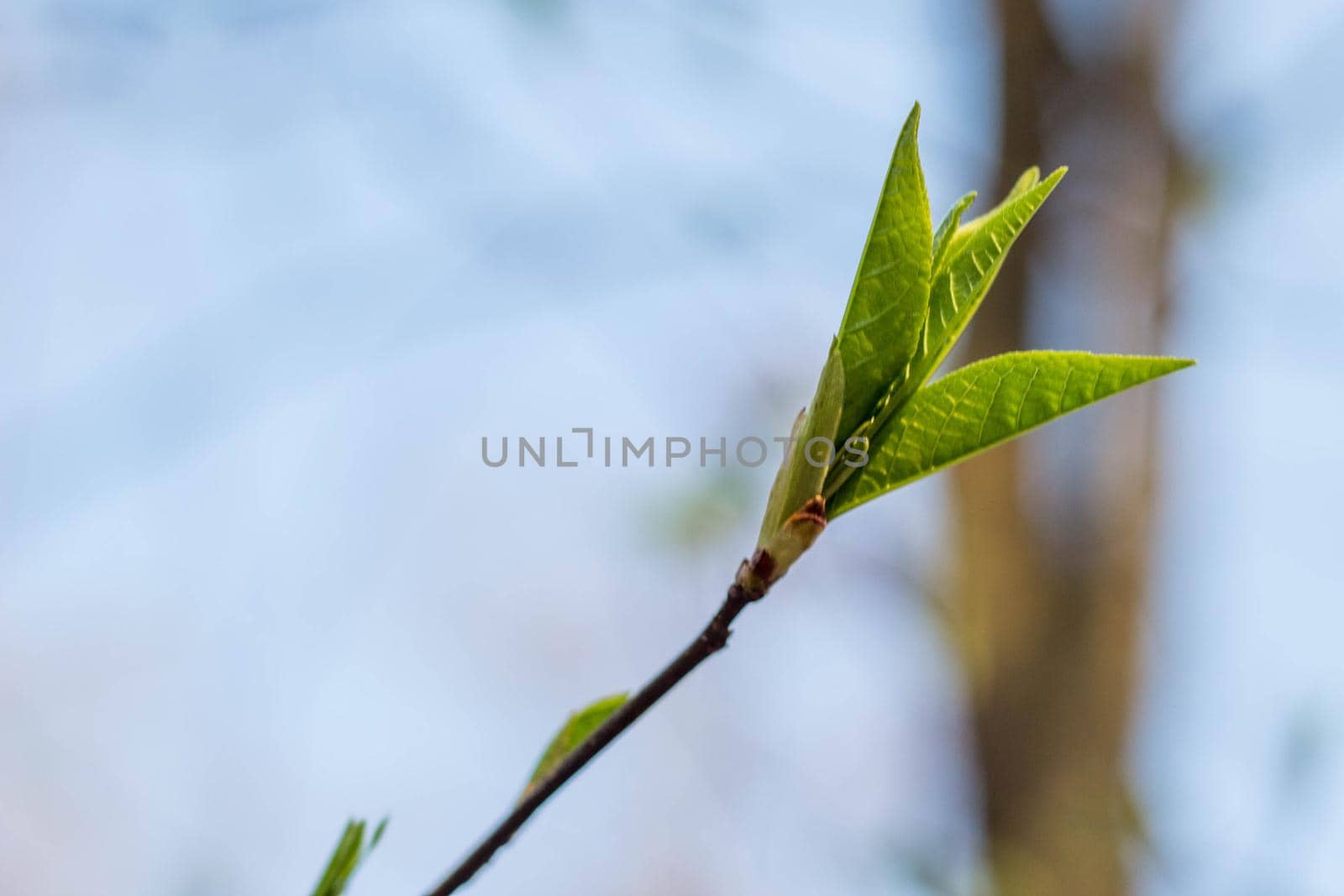 The first spring gentle leaves, buds and branches macro blurred background by galinasharapova