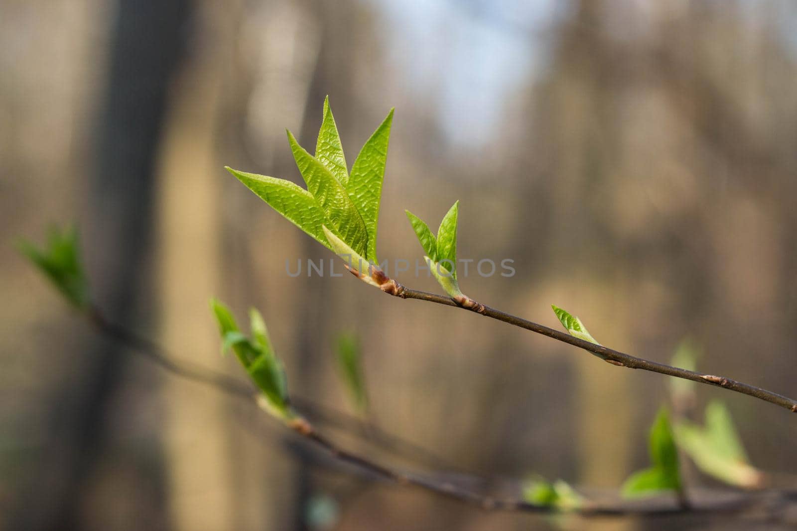 The first spring gentle leaves, buds and branches macro blurred background.