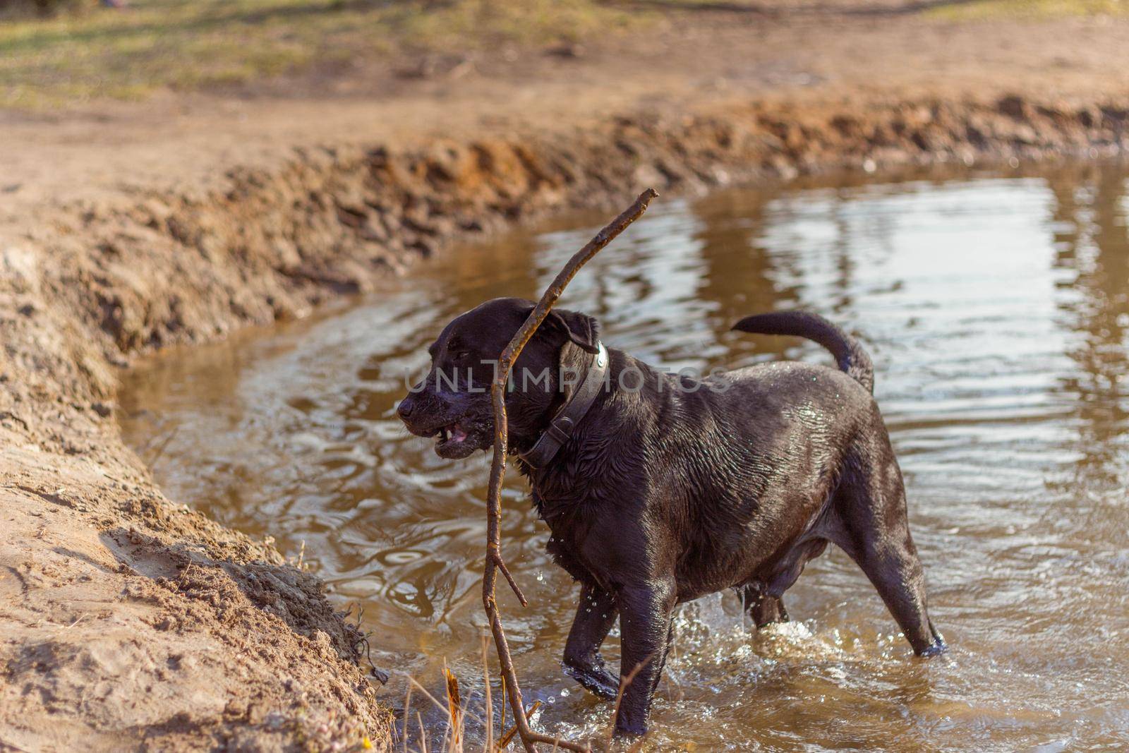 Black dog playing in the water with a tree stick on the shore of the lake in the rays of the sun in spring