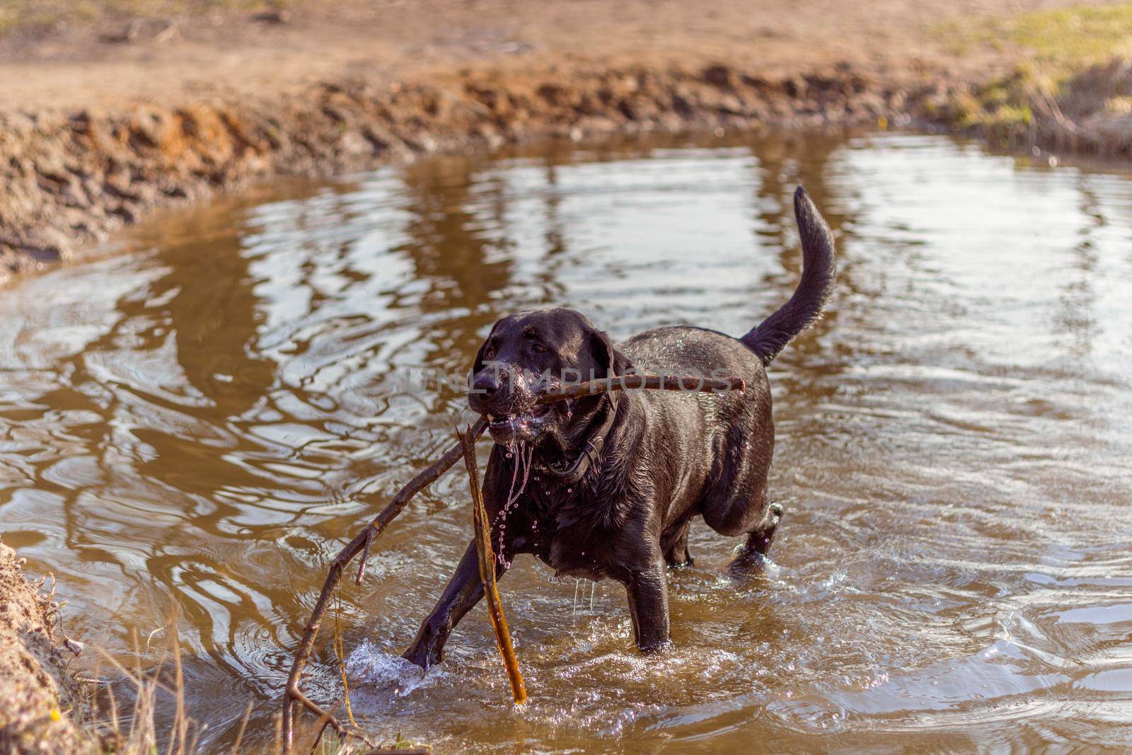 Black dog playing in the water with a tree stick on the shore of the lake in the rays of the sun in spring