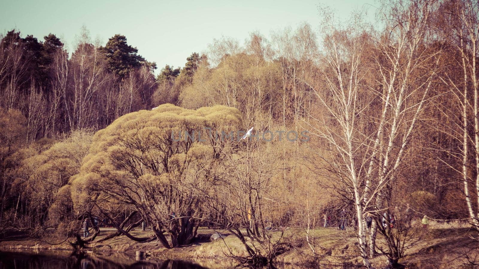 Trees and dry grass on the lake springtime by galinasharapova