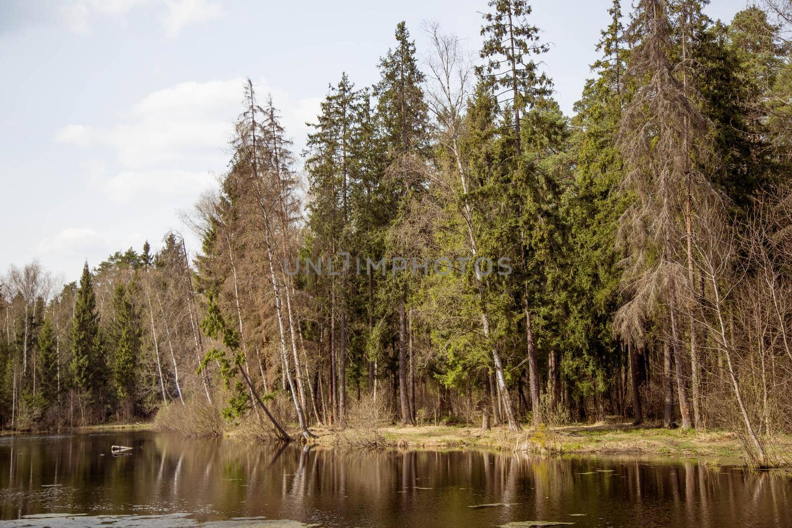 Trees and dry grass on the lake springtime, soft tonning