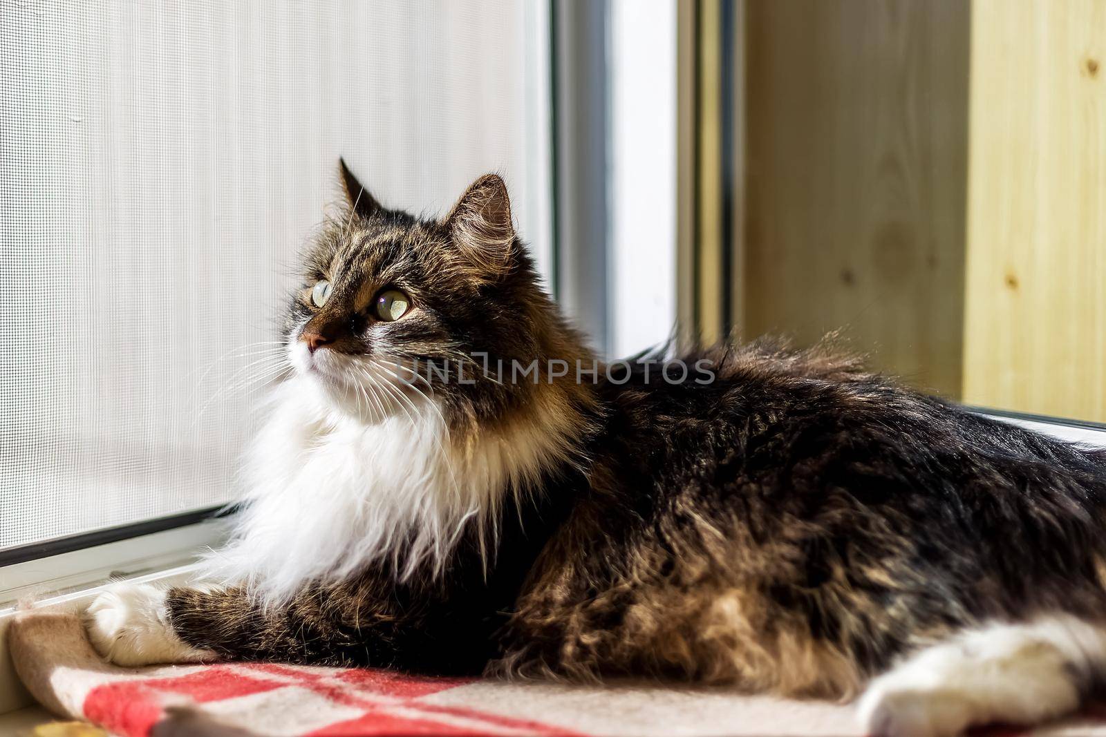 A fluffy gray and white cat lies on a checkered blanket on the windowsill and looks out the window, taking care of pets