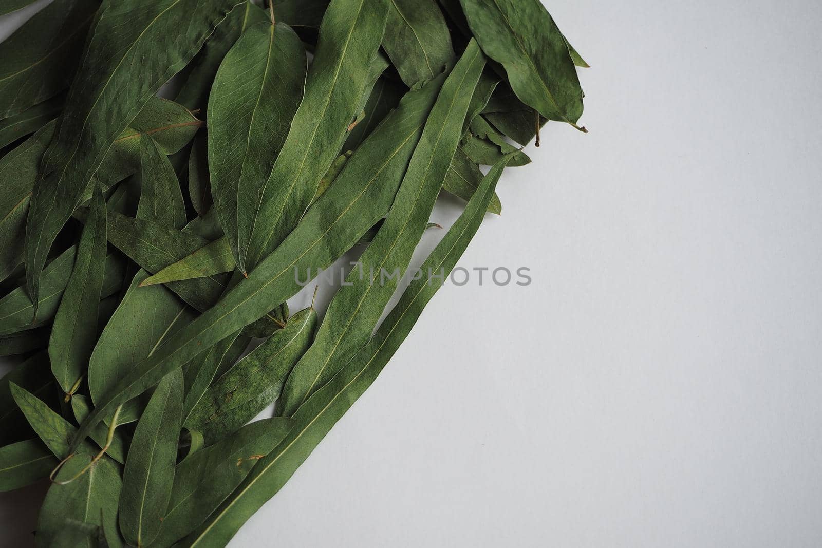 Dried eucalyptus leaves on a white background. Herbs