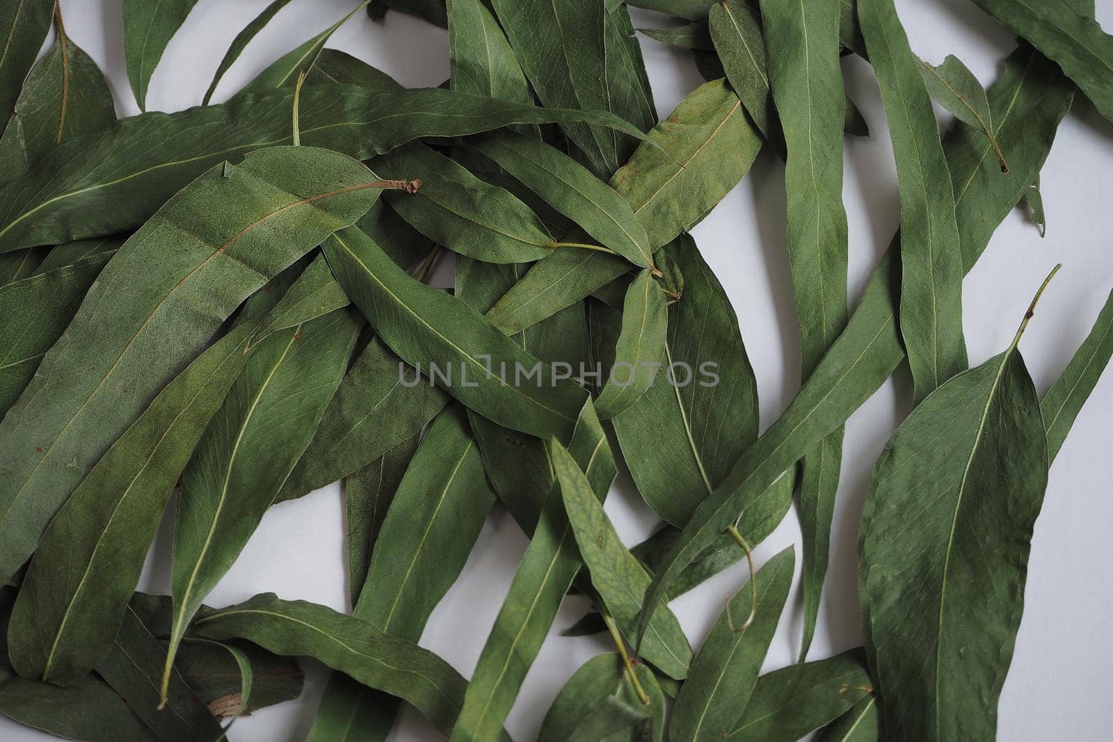 Dried eucalyptus leaves on a white background. by Olga26