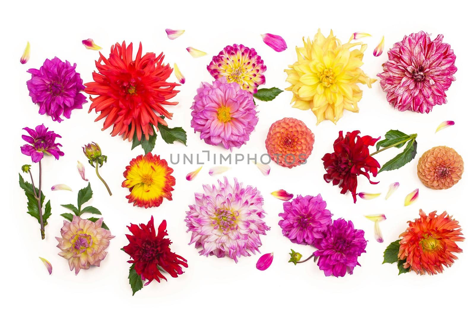 Deautiful flower dahlia isolated on a white background