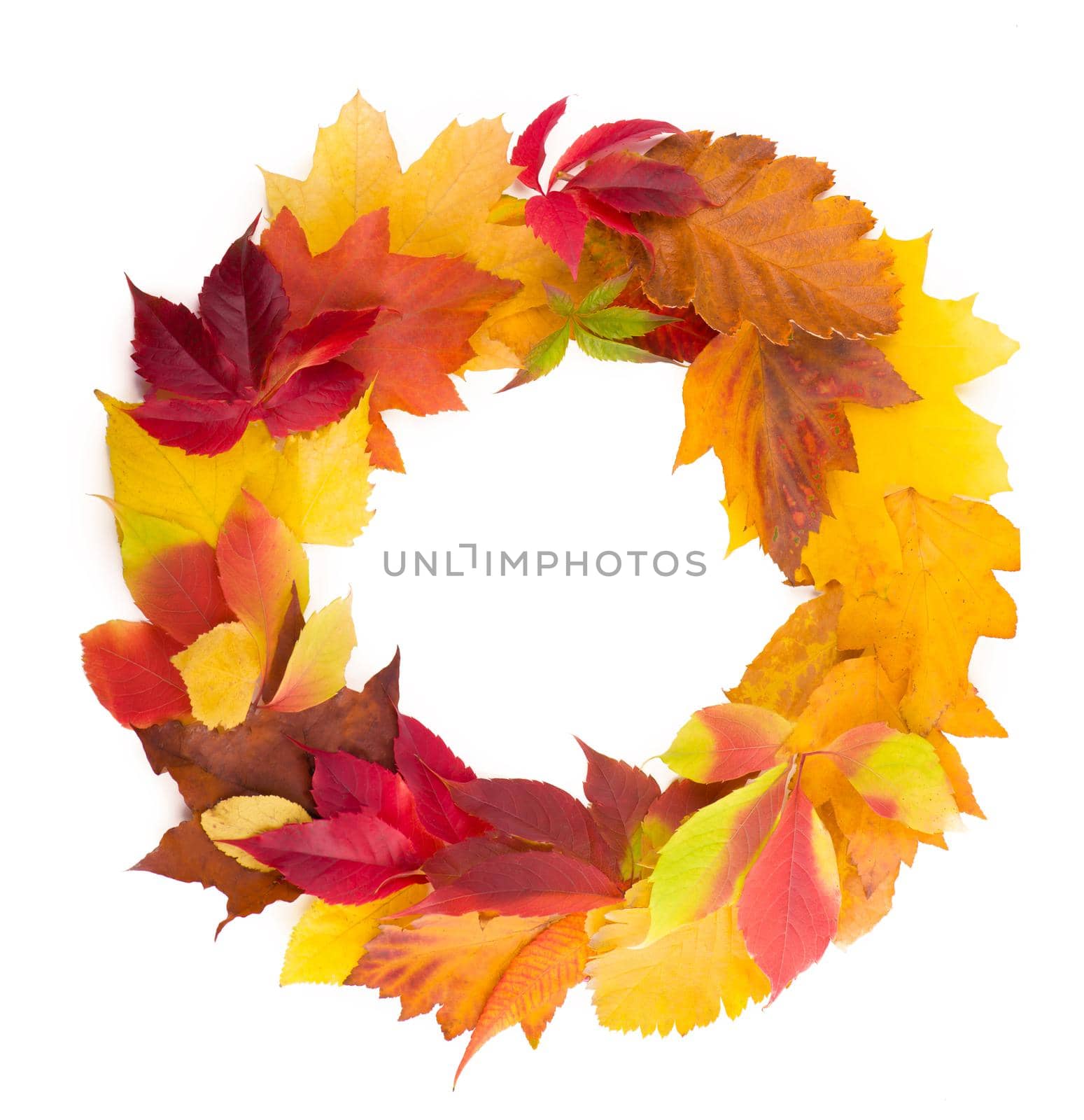 Autumn wreath from dry colored leaves and rowan berries isolated on white background.