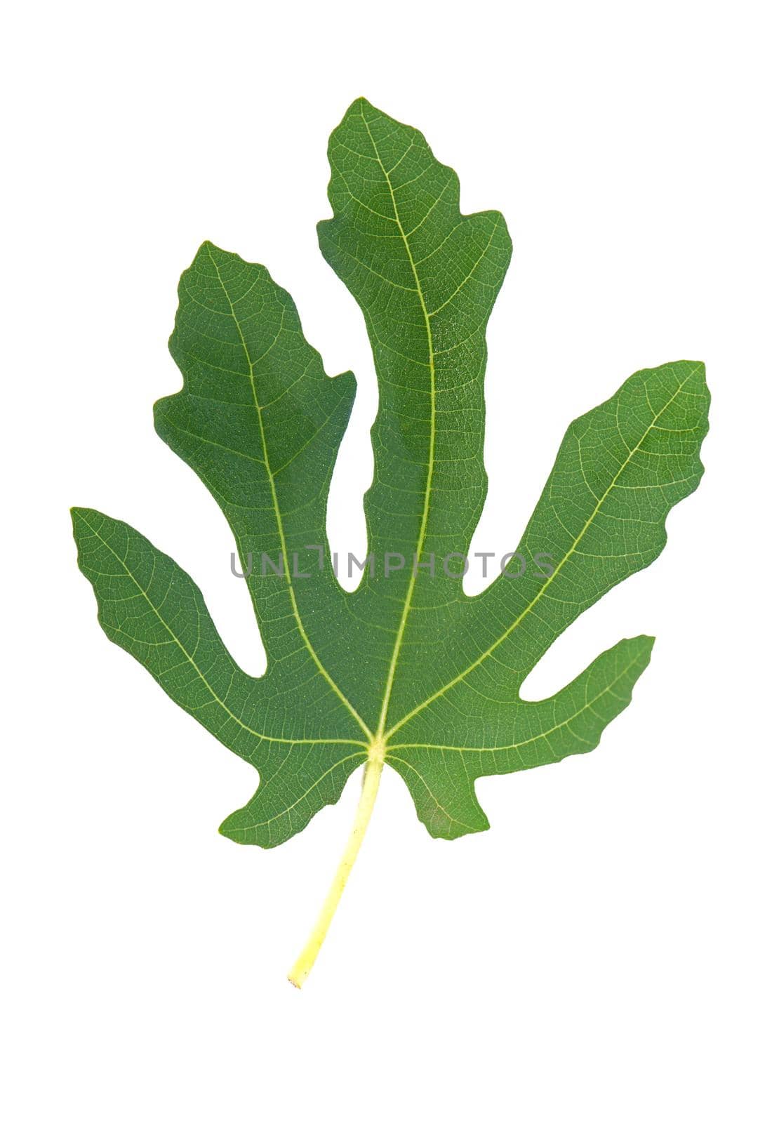 ripe green leaf of figs lies on a white background