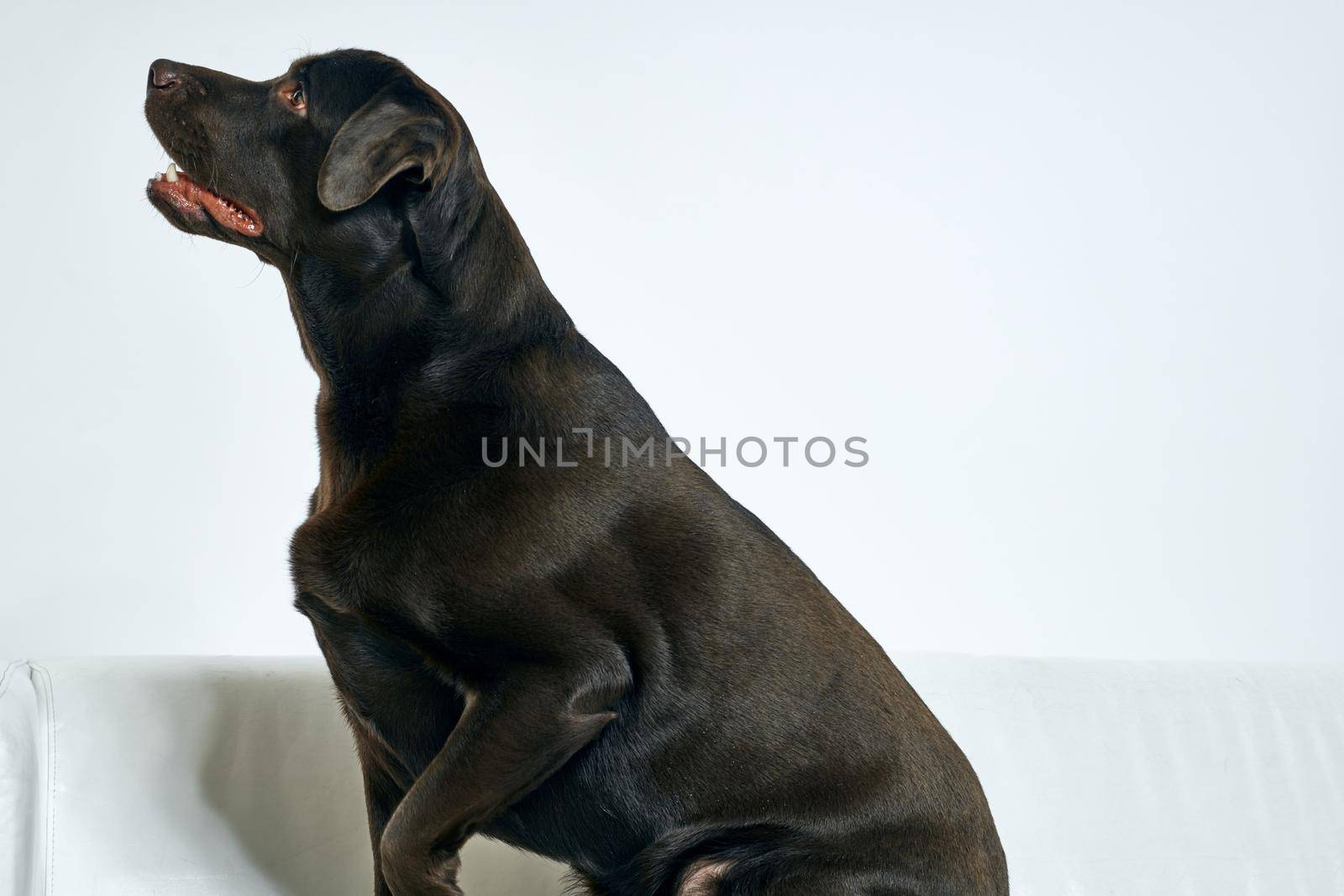 Black purebred dog on the sofa friendship interior. High quality photo