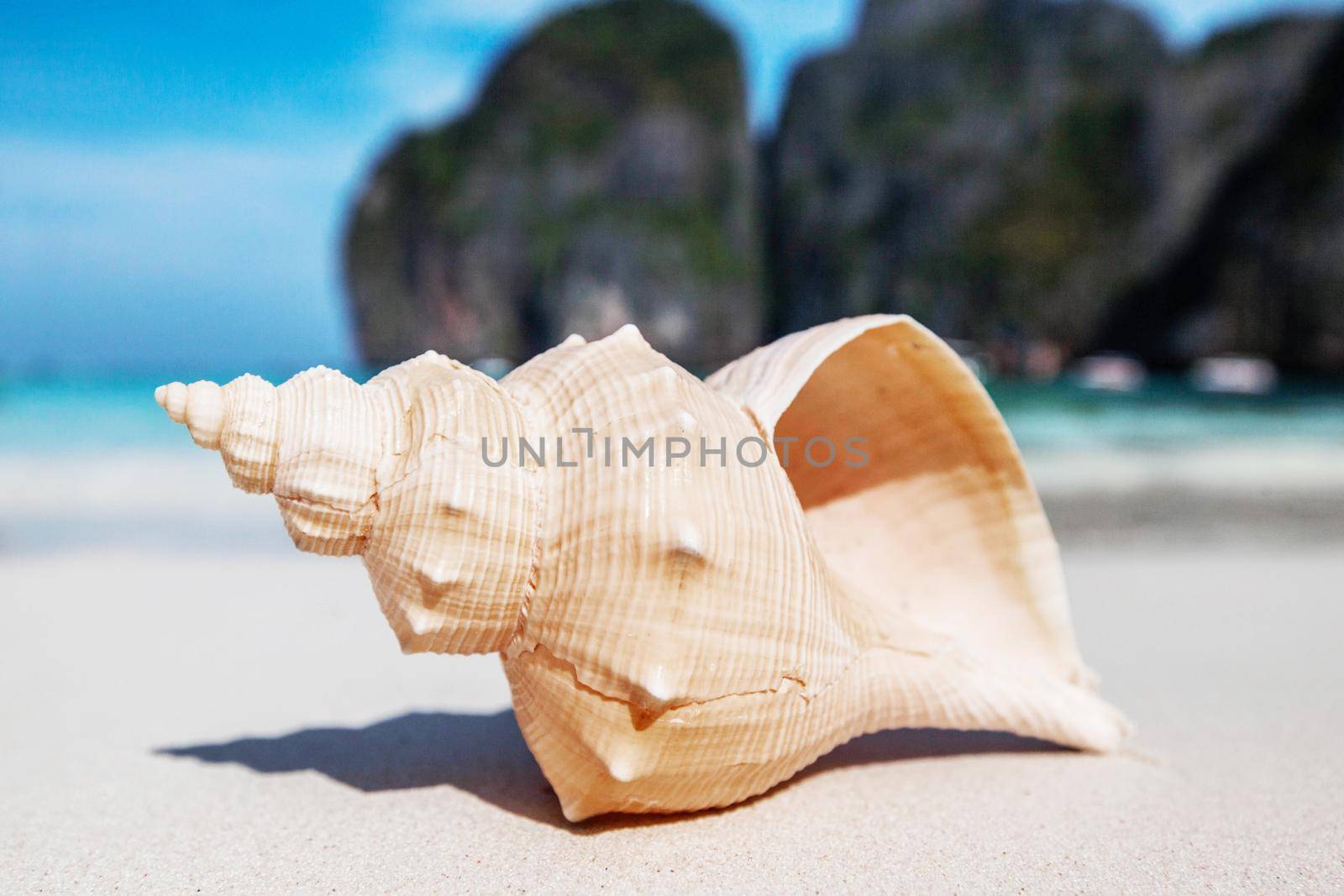 Seashell on beach by Yellowj