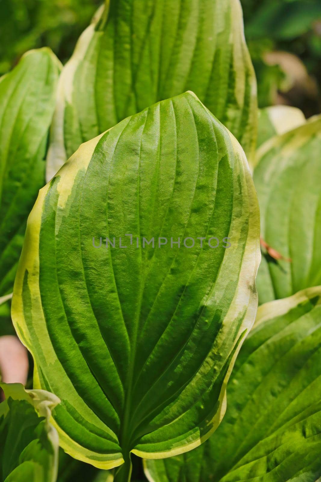 Close up of green leaf texture in tropical forest for background
