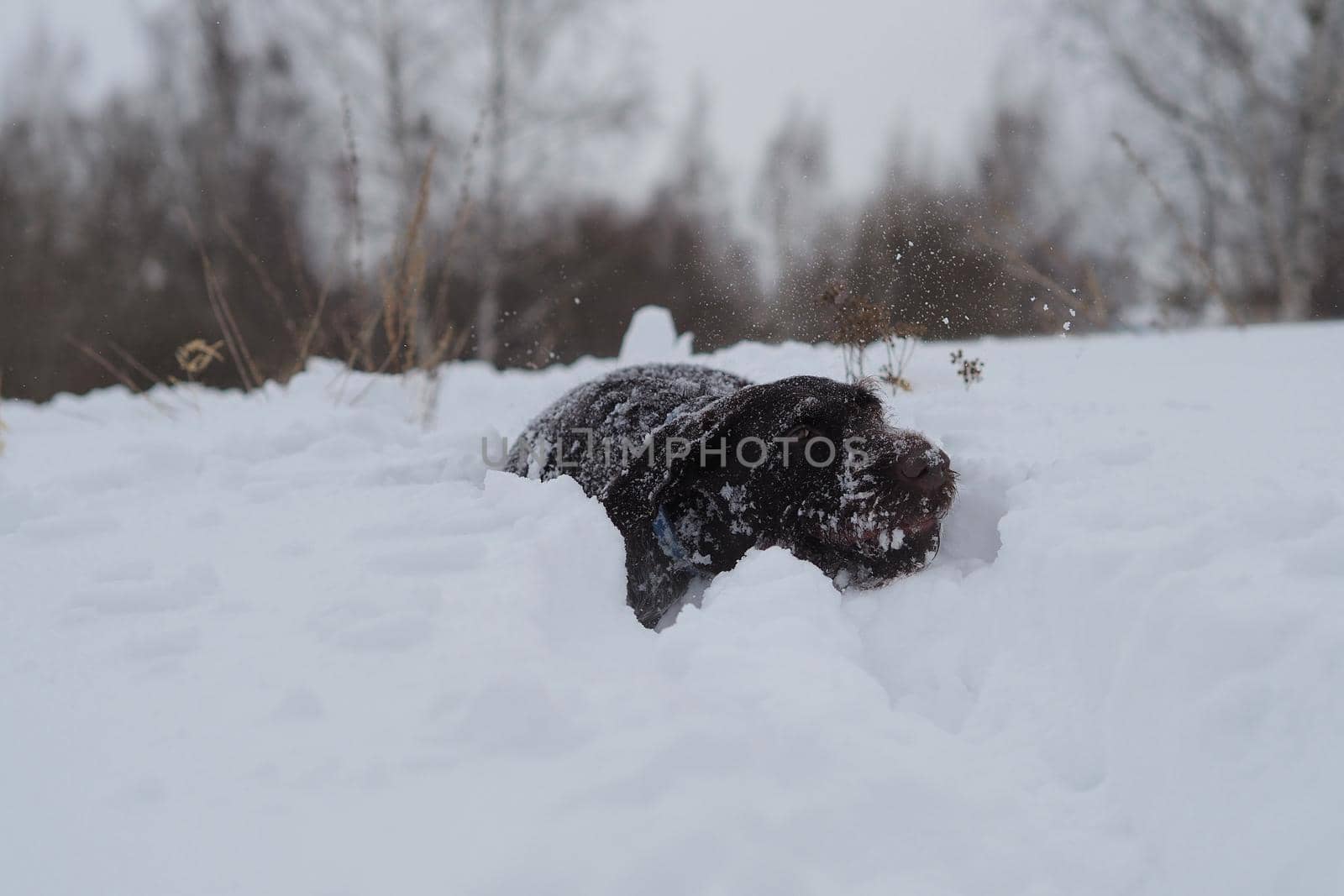 Hunting dog in winter in the field, winter hunting. High quality photo