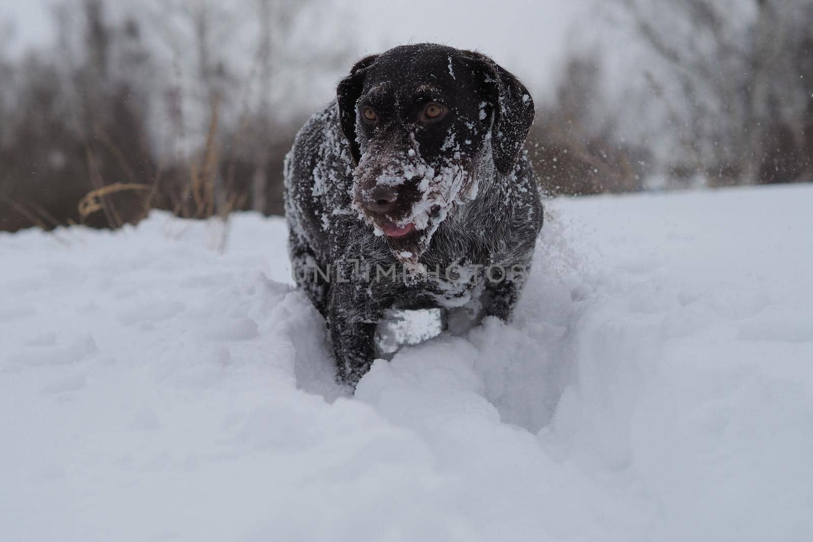 Hunting dog in winter in the field, winter hunting. by Olga26