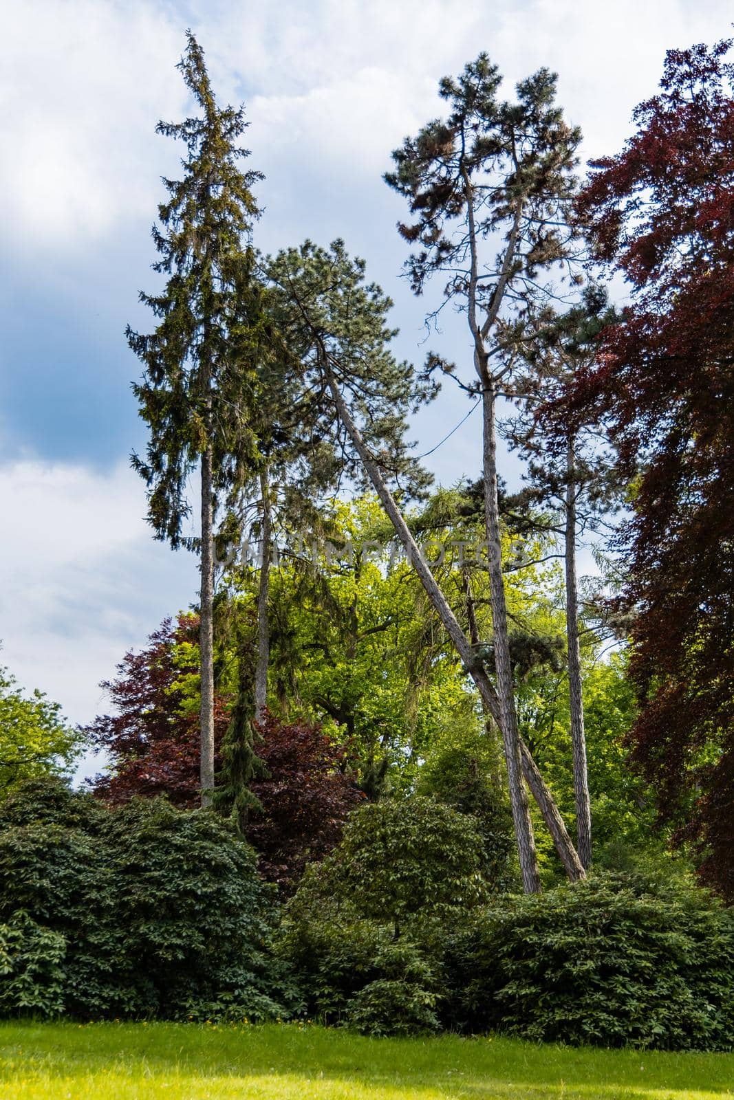 Thin high trees in park with colorful bushes around at sunny cloudy day