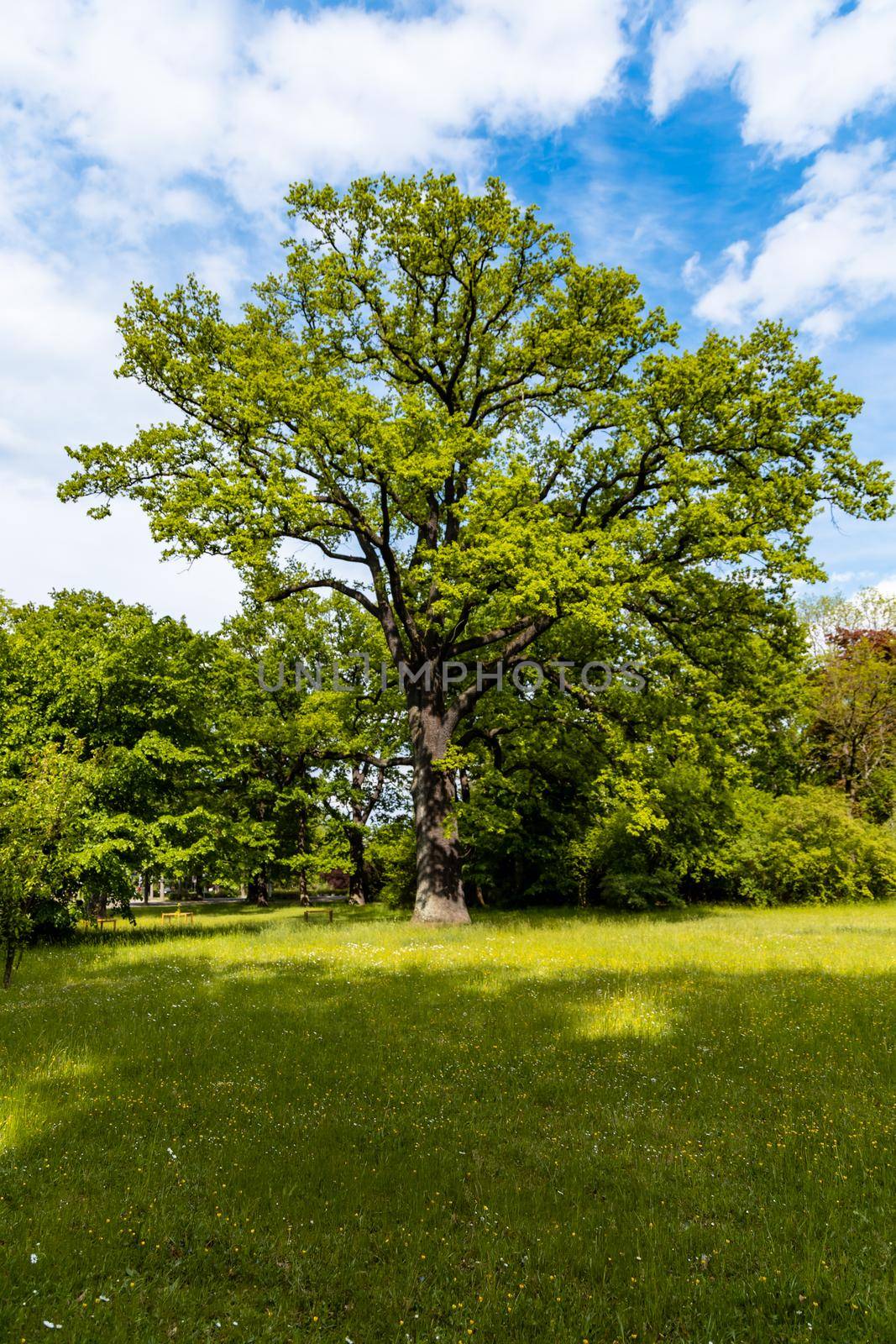 High old tree full of branches and leafs at sunny cloudy day