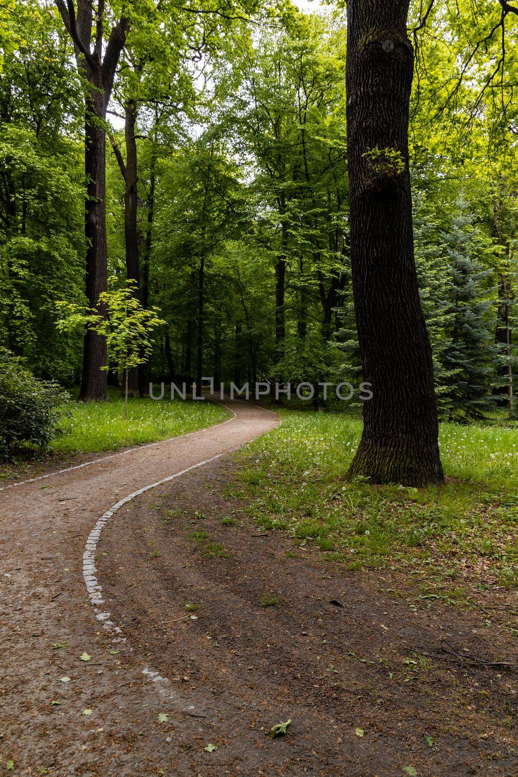 Long curvy path in park with trees and bushes around by Wierzchu