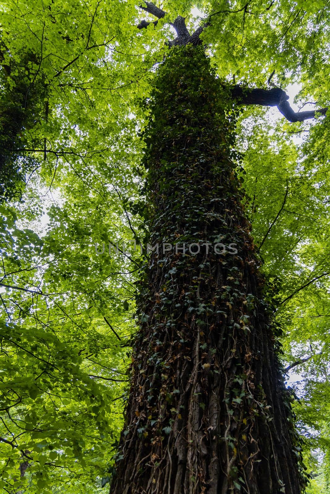 Upward view to high old tree full of small leaves of ivy by Wierzchu