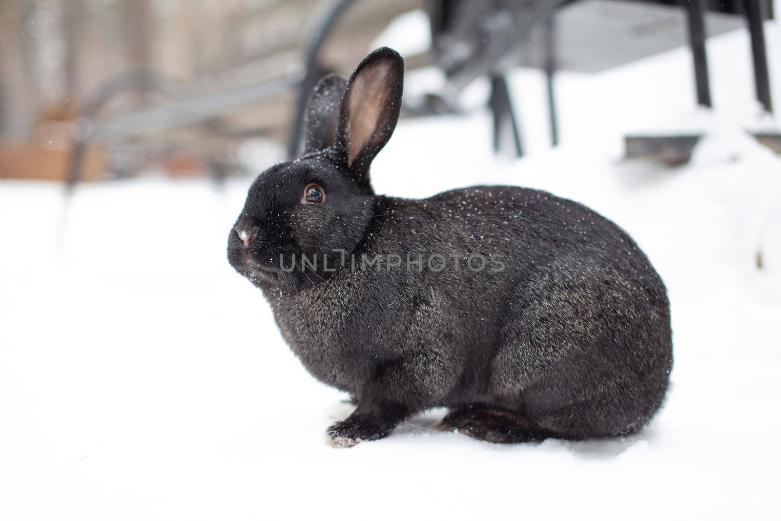 Beautiful, fluffy black rabbit in winter in the park. The rabbit sits waiting for food.