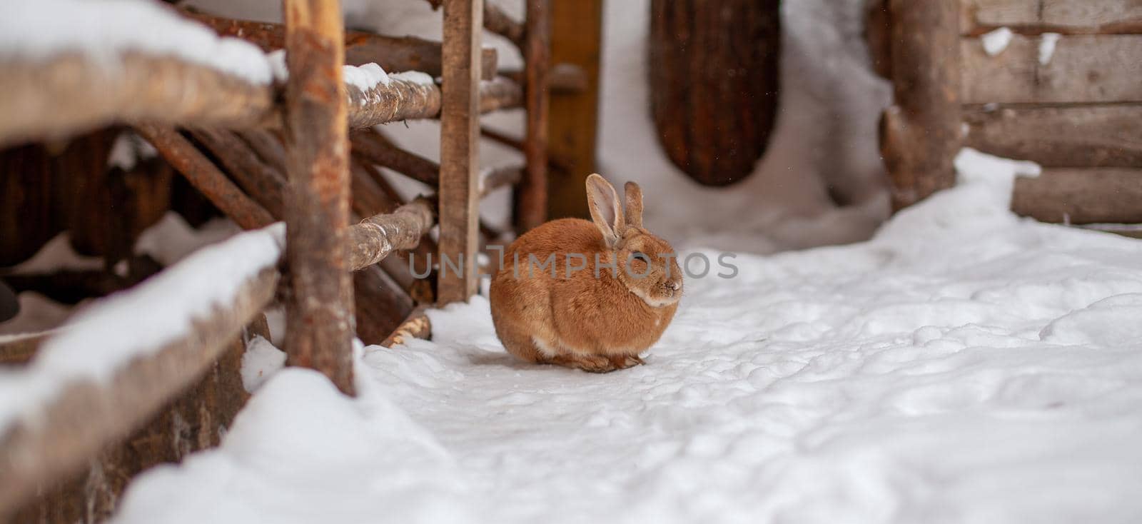 Beautiful, fluffy red rabbit in winter on the farm. The rabbit sits waiting for food.