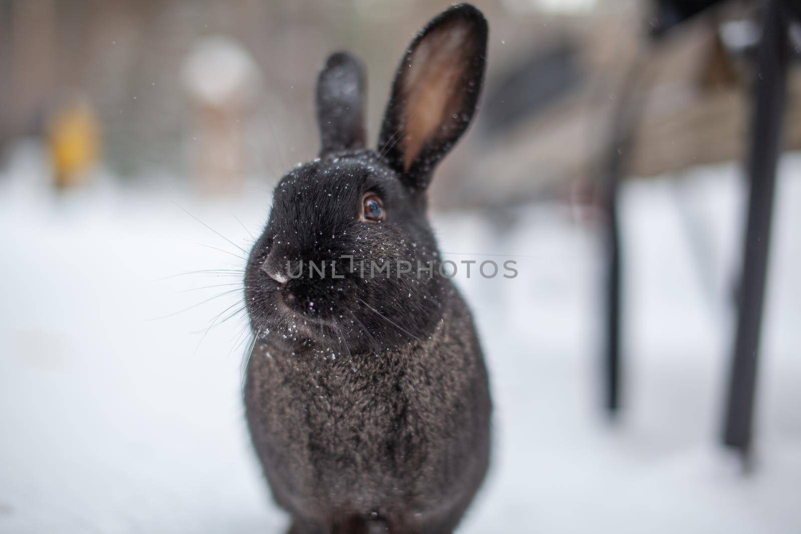 Beautiful, fluffy black rabbit in winter in the park. The rabbit sits waiting for food.