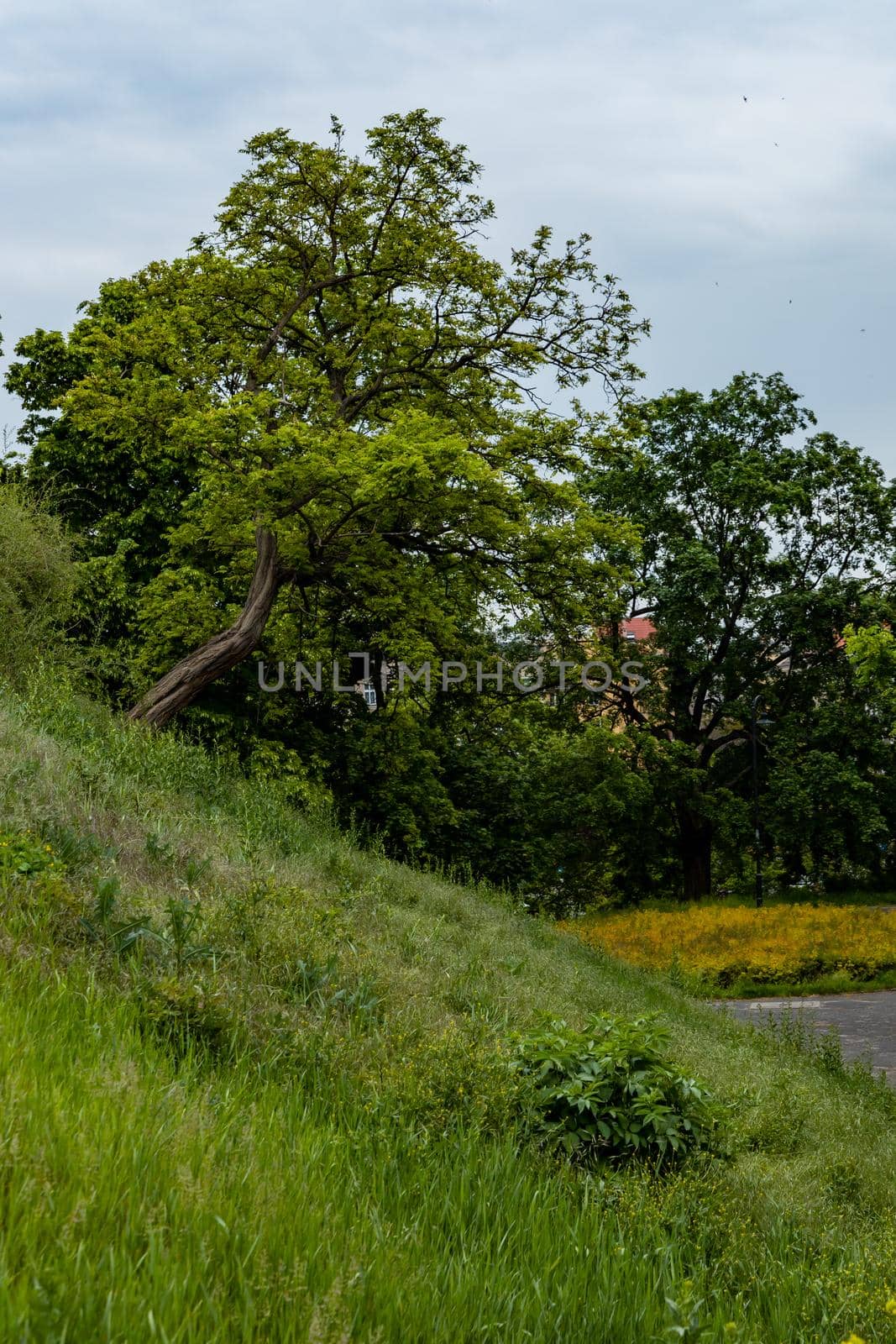 Crooked tree at edge of small hill at cloudy day