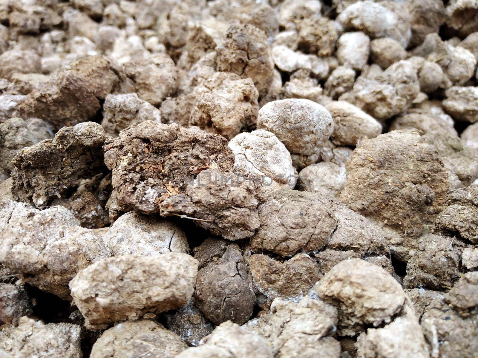 Composting pigs to fertilize plants.Dried Pig Manure.