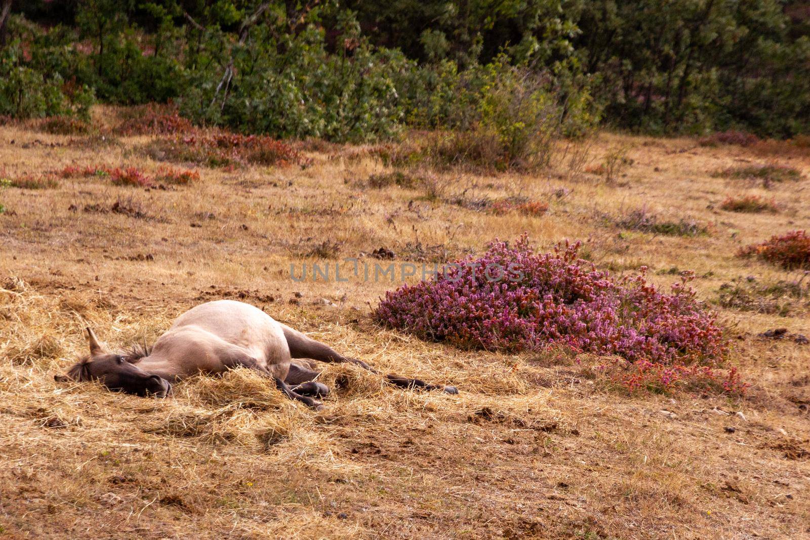 A white horse relaxing in the grass on a sunny day